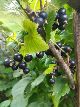 Currant berries on a branch Stock Photos