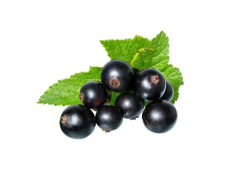 Currant berries isolated. Stock Photos