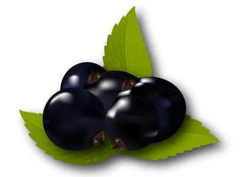 Currant berries with leaves Stock Illustration