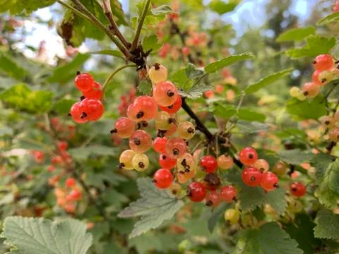 Currant berries Stock Photos