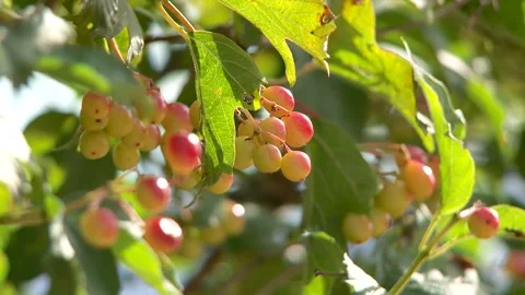 Currant berries ripen on the bush in summer Stock Footage 310781953