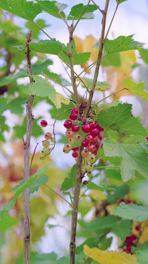 Currant berry cluster showing ripening progression on woody stems with backlit l Stock Footage 342055738