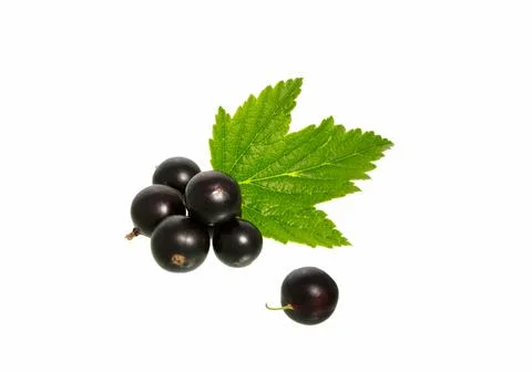 Currant berry with leaf. Stock Photos