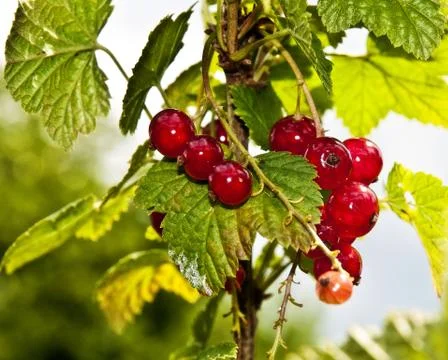 Currant Berry Macro Stock Photos