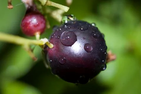 Currant berry Stock Photos