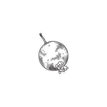 Currant berry single hand drawn sketch or engraving vector illustration isolated Illustrazione stock