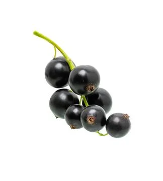 Currant black on white Stock Photos