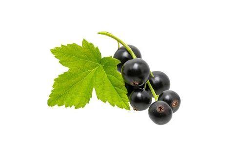 Currant black on white Stock Photos
