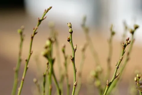 Currant branch blooming Stock Photos
