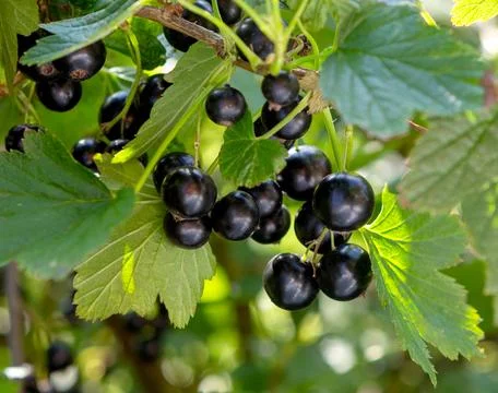 Currant branch close-up. Stock Photos
