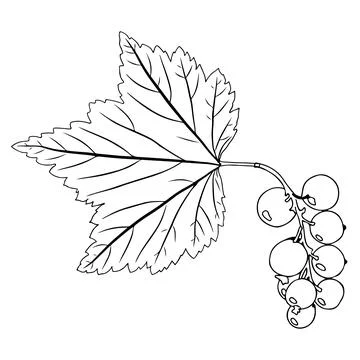 Currant branch with leaf and berries in doodle style. Vector illustration i.. Stock Illustration