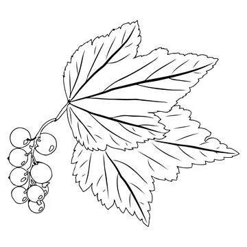 Currant branch with leaf and berries in doodle style. Vector illustration on Stock Illustration