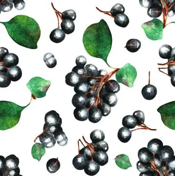 A Currant branch, pattern, watercolor Stock Illustration