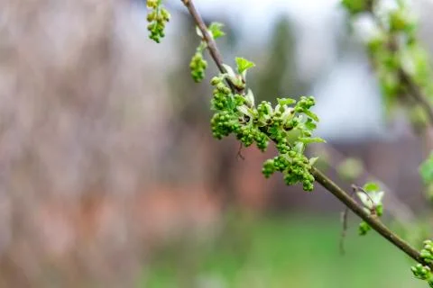 Currant branch. Stock Photos