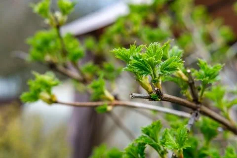 Currant branch Stock Photos