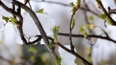 Currant branches Stock Footage 128797644