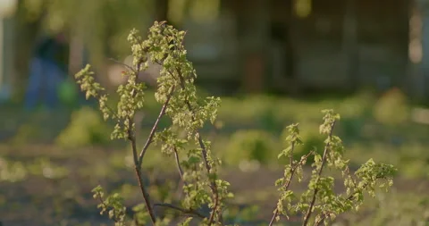 Currant branches, growing berries. Currant bush, the leaves are illuminated by Stock Footage 194583613