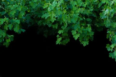 Currant bush branches isolated on black background. Copyspace Stock Photos
