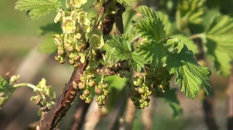 Currant bush. Stock Footage