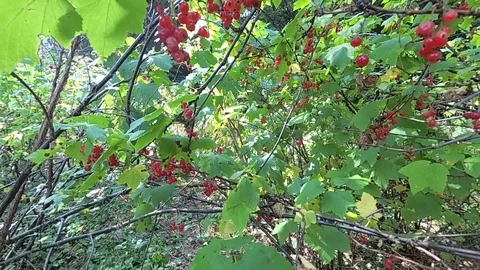 Currant bush Stock Footage 101485601