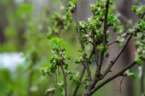 Currant bush. Stock Photos
