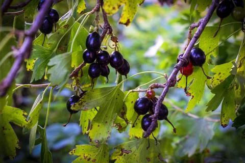 Currant on a bush Stock Photos