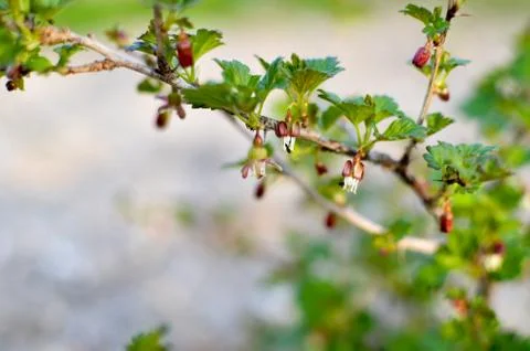Currant bush in spring garden Stock Photos