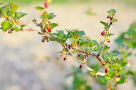 Currant bush in spring garden Stock Photos