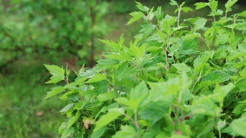 The currant bushes after a rain in the wind Stock Footage 133326227