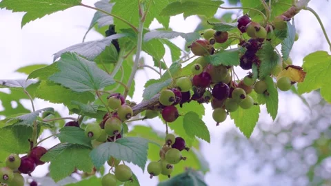 Currant clusters ripening on diagonal woody branch under soft overcast backlight Stock Footage 342055164