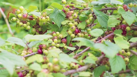 Currant clusters ripening on diagonal woody branch under soft overcast backlight Stock Footage 342055186