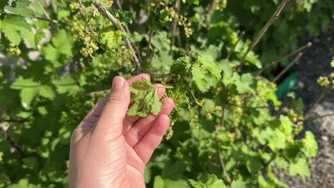 Currant disease. Leaf of Redcurrant or Ribes rubrum affected with Redcurrant Stock Footage 279144280