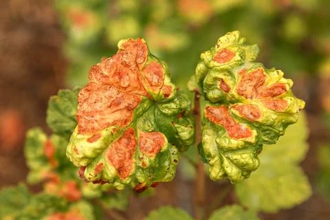 Currant disease in which red spots appear on the leaves. Anthracnose 스톡 사진