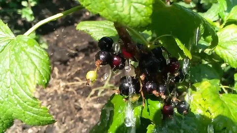 Currant dripping water Stock Footage 76738590