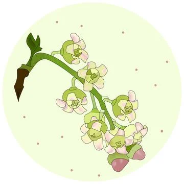 Currant flower Stock Illustration