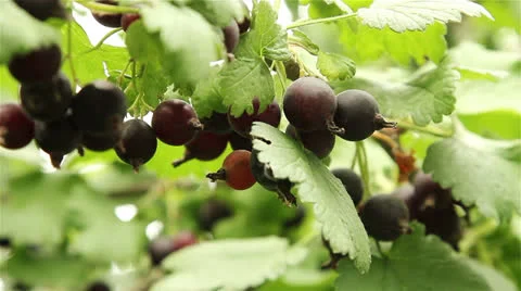 Currant Stock Footage 24881239