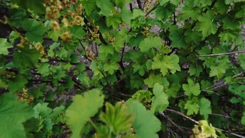 Currant Video stock 154428105