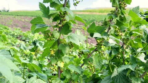 Currant Stock Footage 199505933