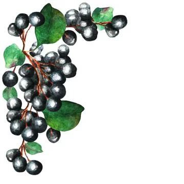 Currant, frame, watercolor Stock Illustration
