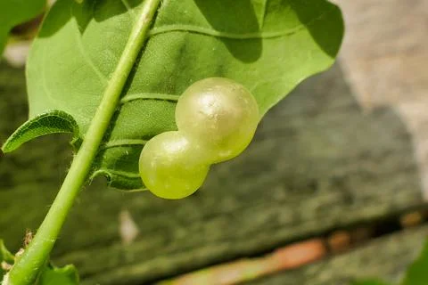 Currant Gall. Foto stock
