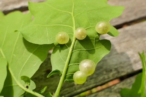 Currant Gall. Foto stock