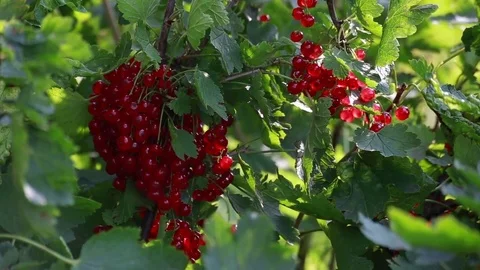Currant  in the garden Stock Footage 74106221