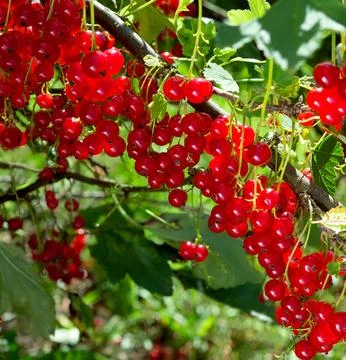 Currant in a garden . Stock Photos