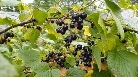 Currant grows on a bush Vídeo Stock 103523905