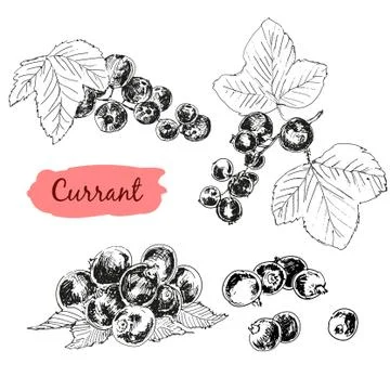 Currant Stock Illustration
