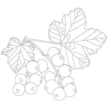 Currant Stock Illustration