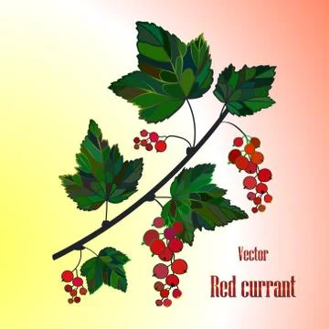 Currant Isolated. Vector. Stock Illustration