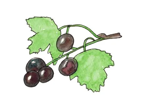Currant isolated on a white background. Stock Illustration