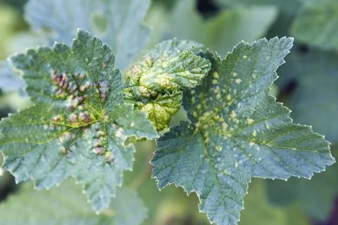 Currant leaf damaged by gall mite on plant in natural garden setting. curra.. Stock Photos