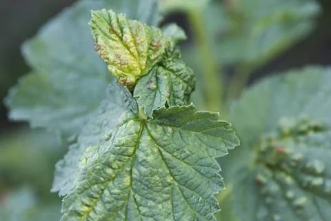Currant leaf damaged by gall mite on plant in natural garden setting. plant.. Stock Photos